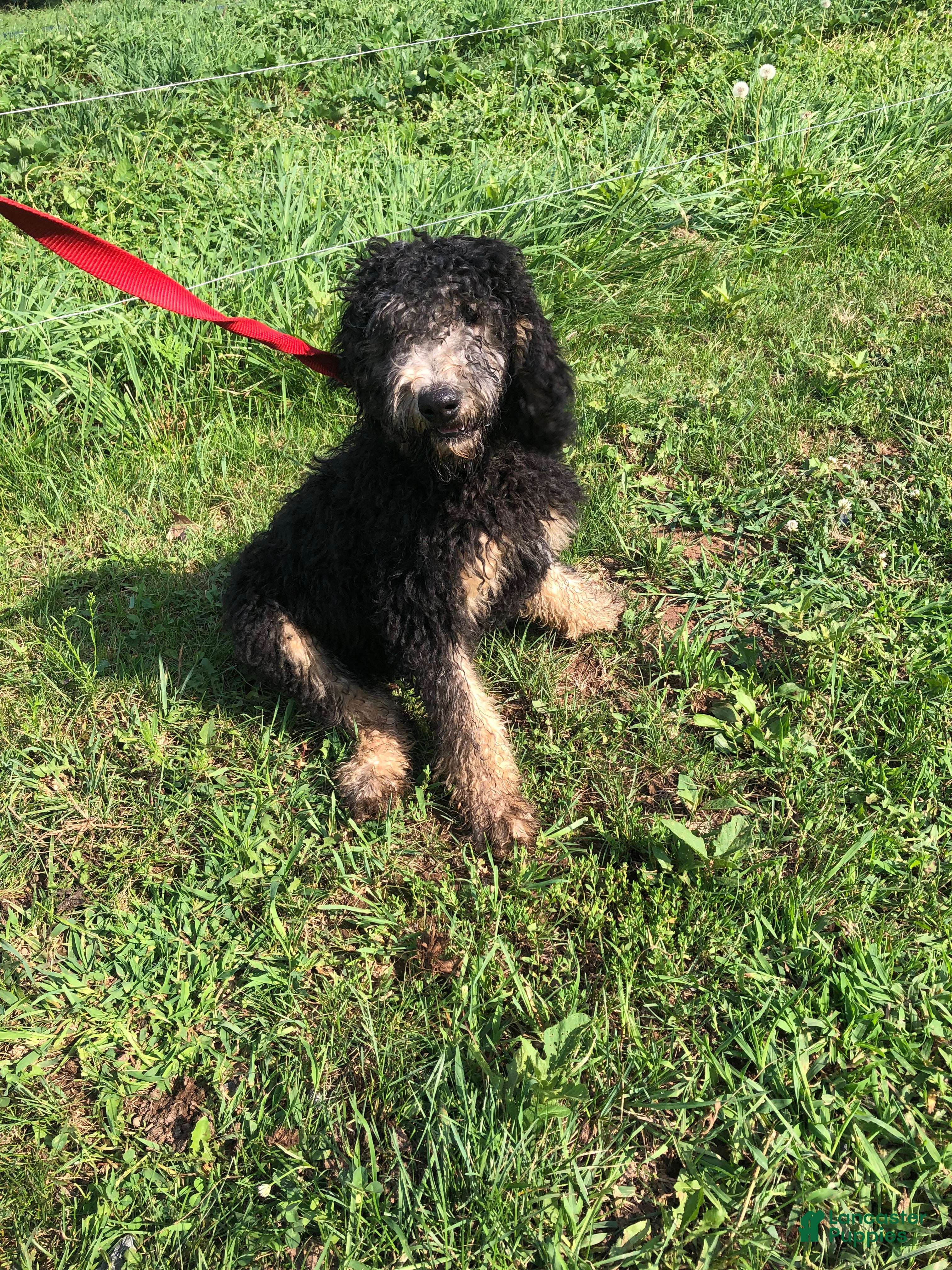 Goldendoodle dogs Midnight - Ad 1
