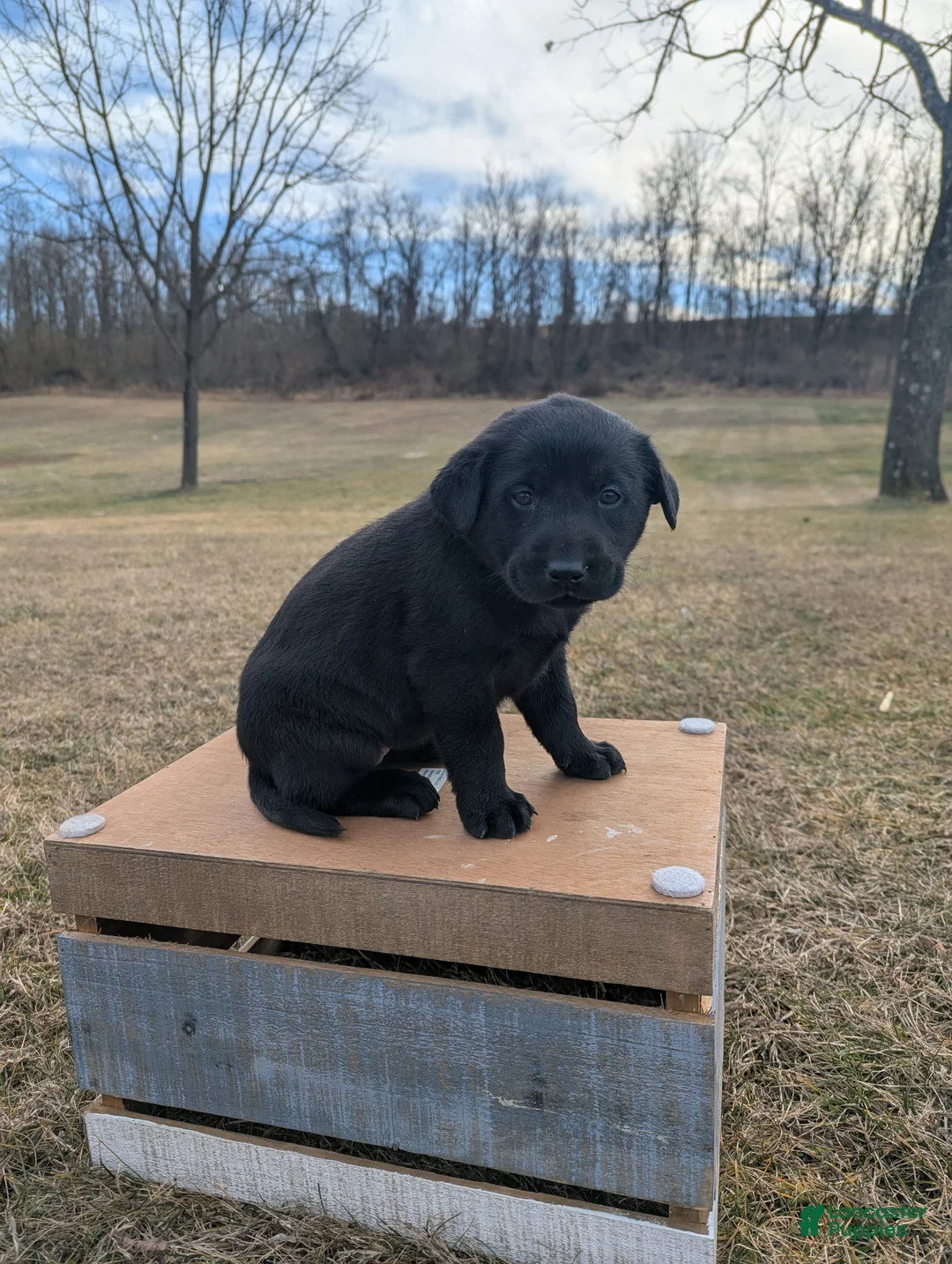 Labrador Retriever dogs for sale: Bella - Ad 2