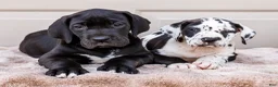Great Dane dogs for sale: Lilac - Ad 8