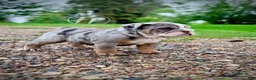 English Bulldog dogs for sale: Tilly - Ad 5