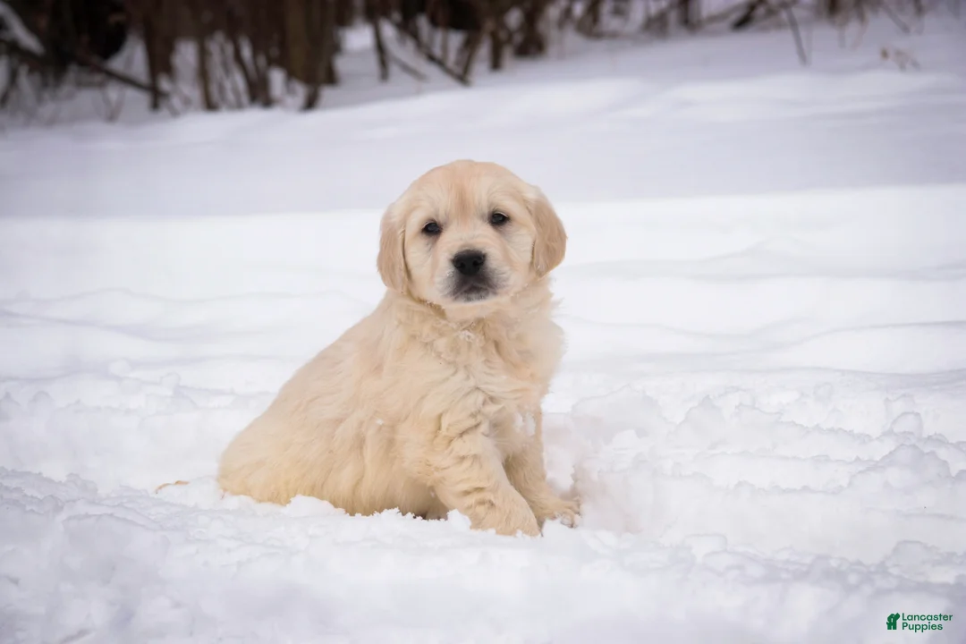 Golden Retriever dogs for sale: Raine - Ad 6