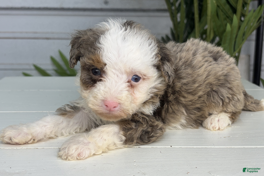 Mini Bernedoodle dogs Paris - Ad 6