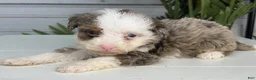 Mini Bernedoodle dogs for sale: Paris - Ad 1