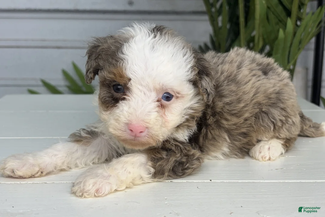 Mini Bernedoodle dogs for sale: Paris - Ad 1