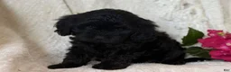 Cavapoo dogs for sale: Shadow - Ad 3