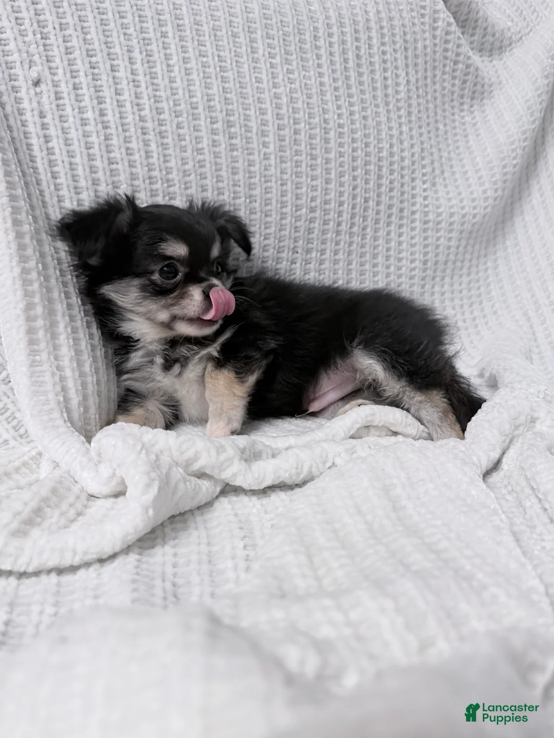 Chihuahua dogs for sale: Teddy Long coat CKC - Ad 4