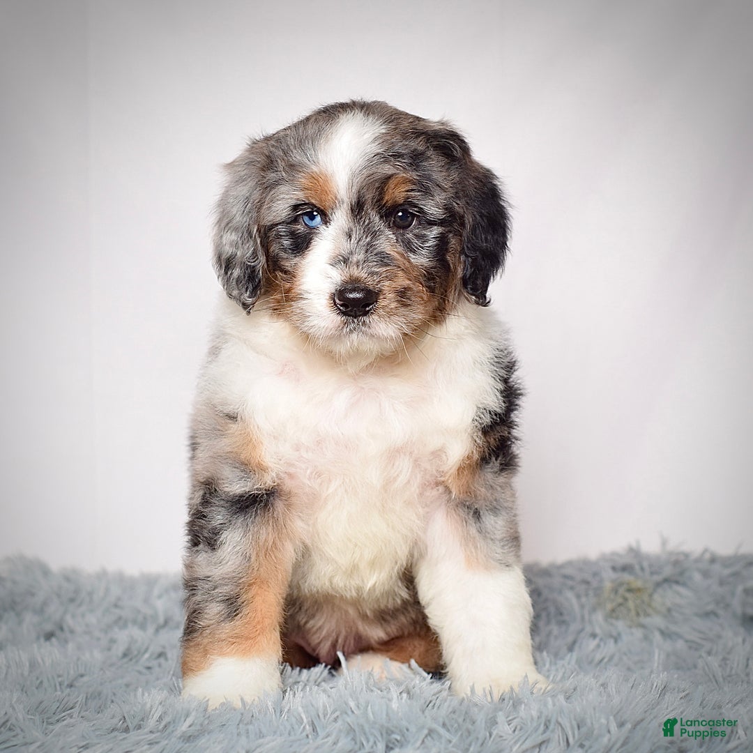 Bernedoodle dogs for sale: Ms. Maisie - Ad 5