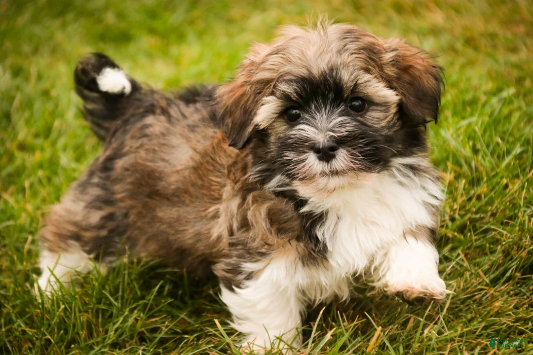 Havanese dogs for sale: Rambo - Ad 9