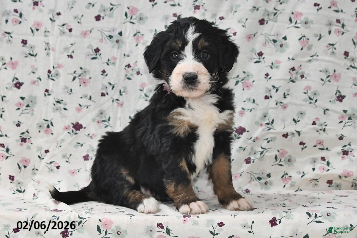 Bernedoodle dogs Kyla - Ad 29