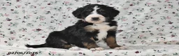 Bernedoodle dogs for sale: Kyla - Ad 1