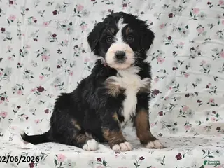 Bernedoodle dogs Kyla - Ad 37