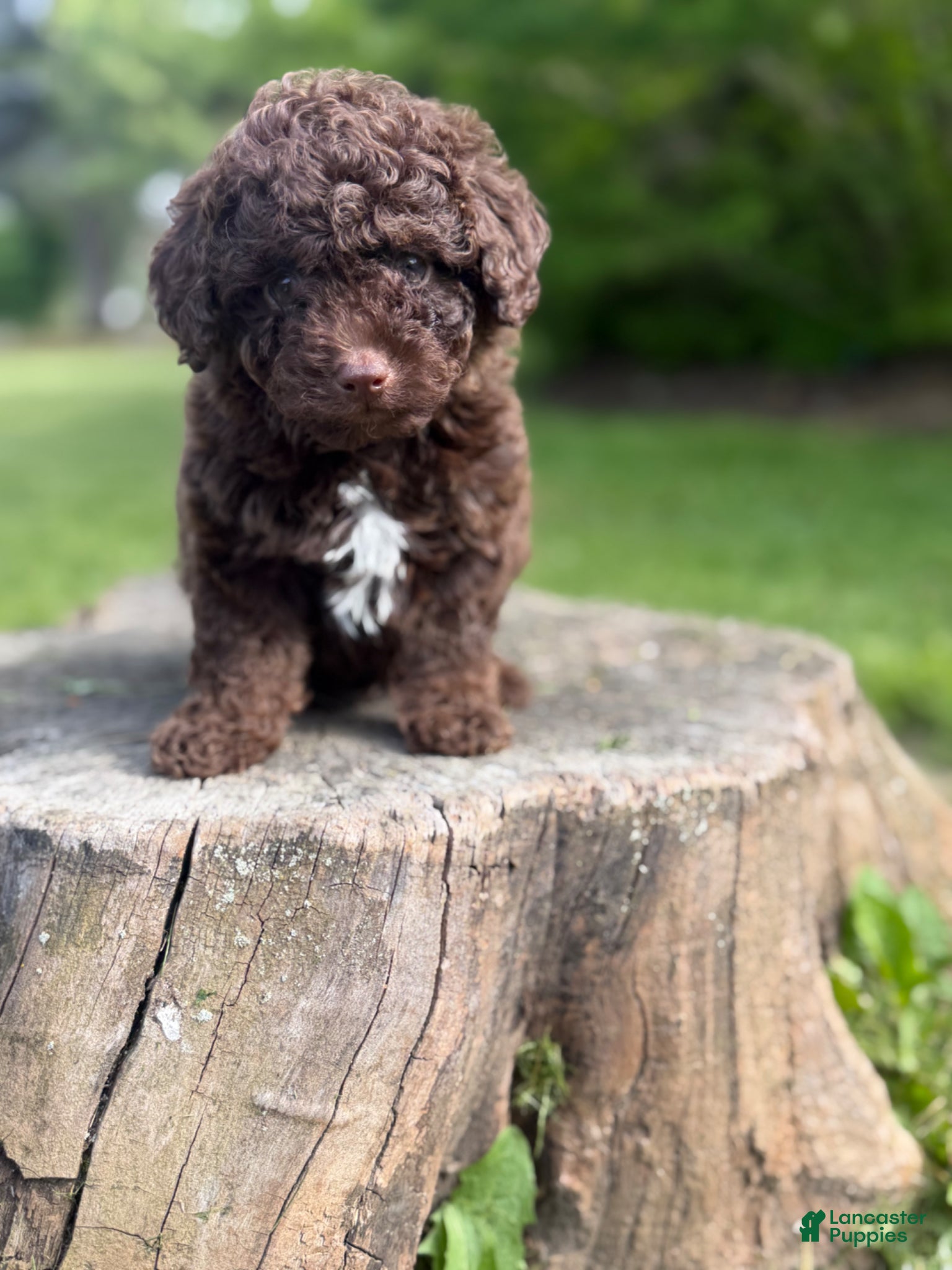 Toy Poodle dogs Luke (chocolate tri color) - Ad 2