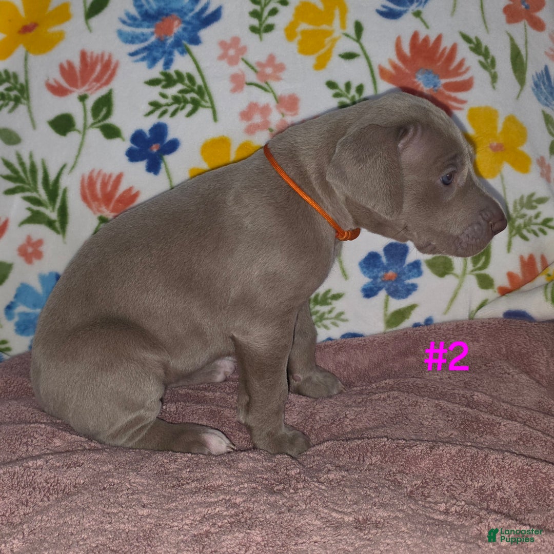 Great Dane dogs for sale: Great Dane Puppy 2 - Ad 6