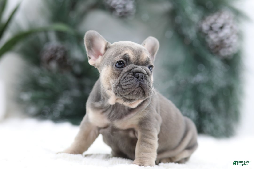 French Bulldog dogs for sale: Malory - Ad 8
