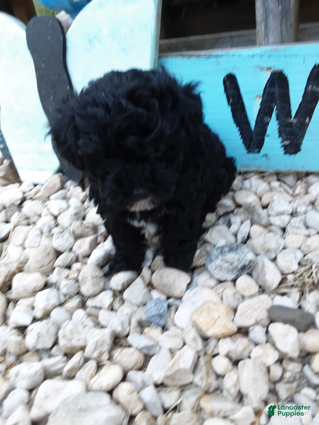 Yorkiepoo dogs for sale: Daisy - Ad 1