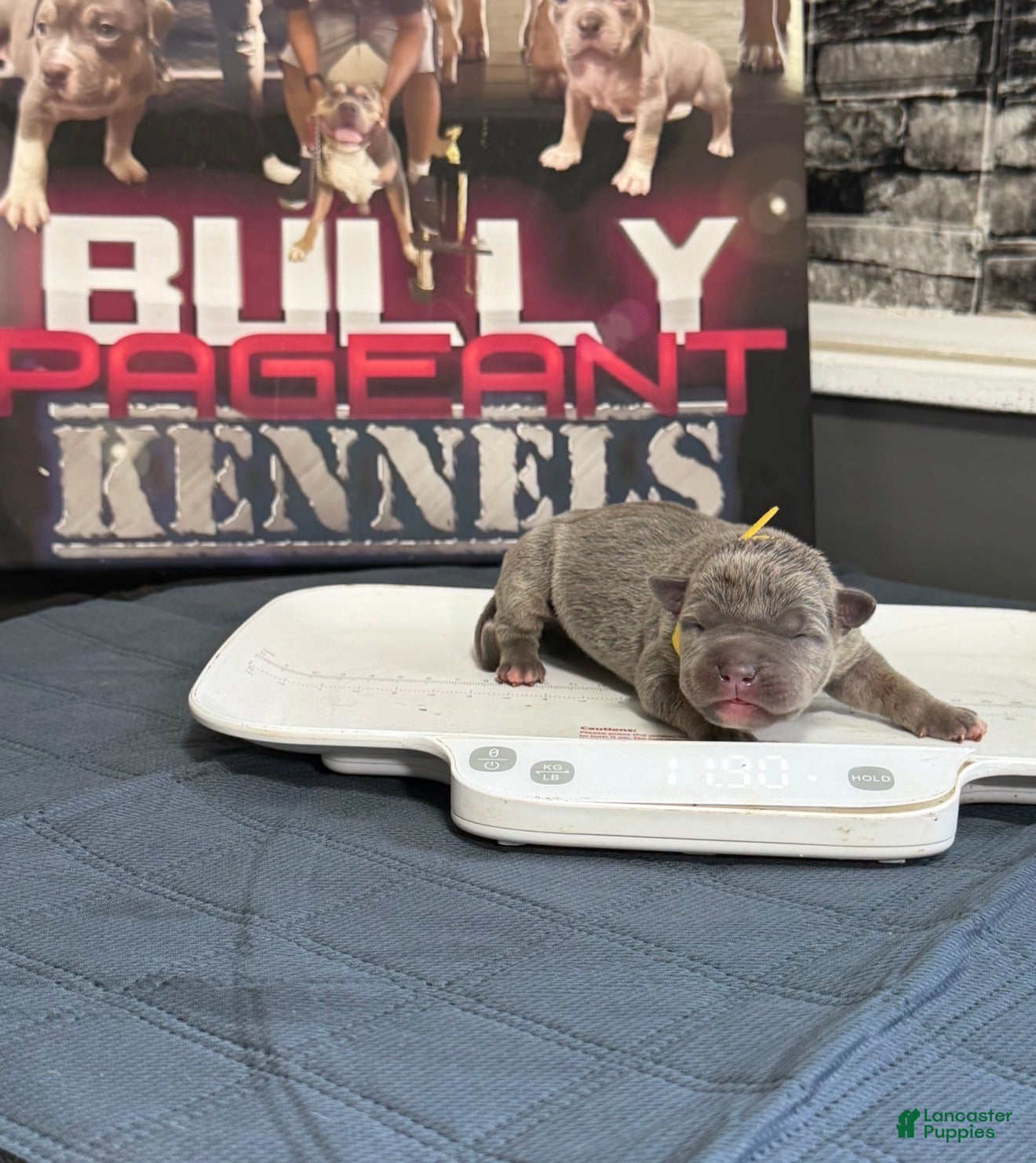 American Bully dogs Bella - Ad 1