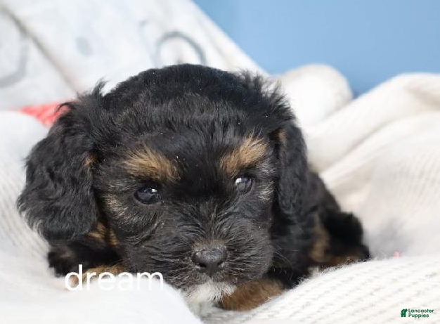 Cavapoo dogs River - Ad 2