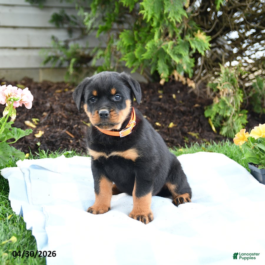 Rottweiler dogs Volt  - Ad 2