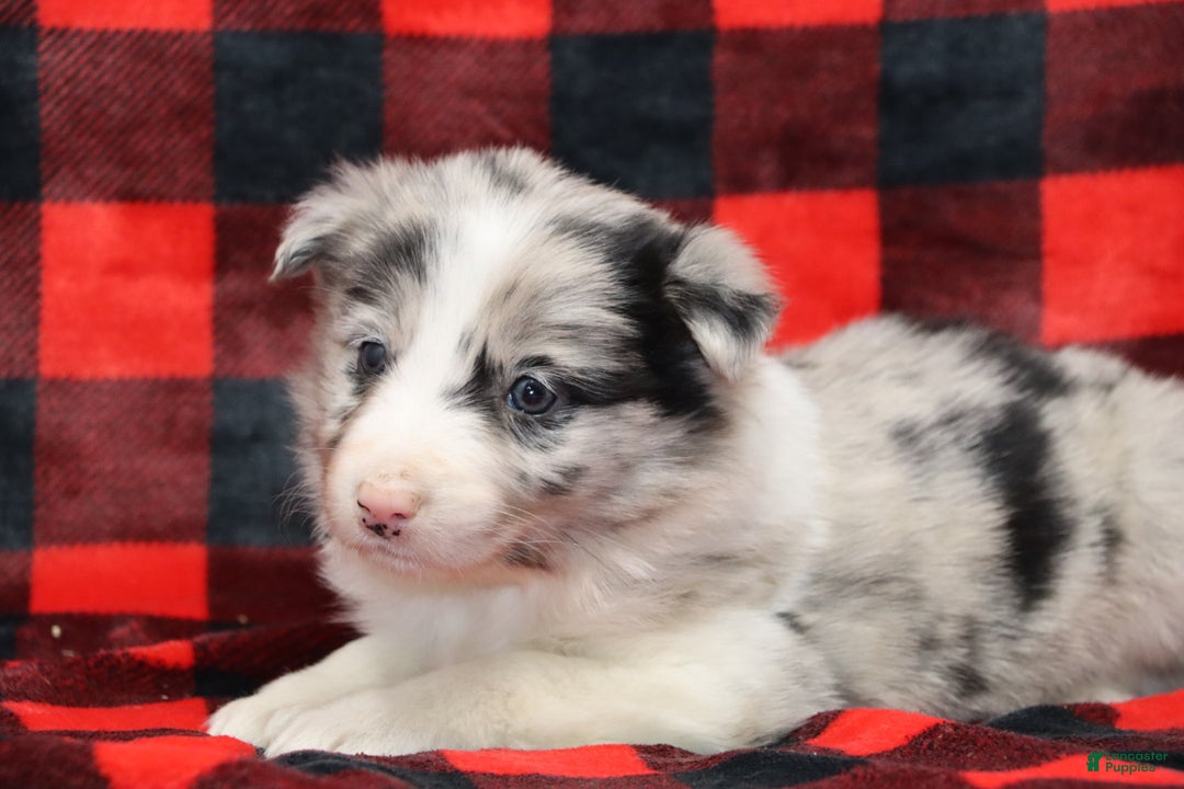 Border Collie dogs for sale: Border Collie Puppy 1 - Ad 2