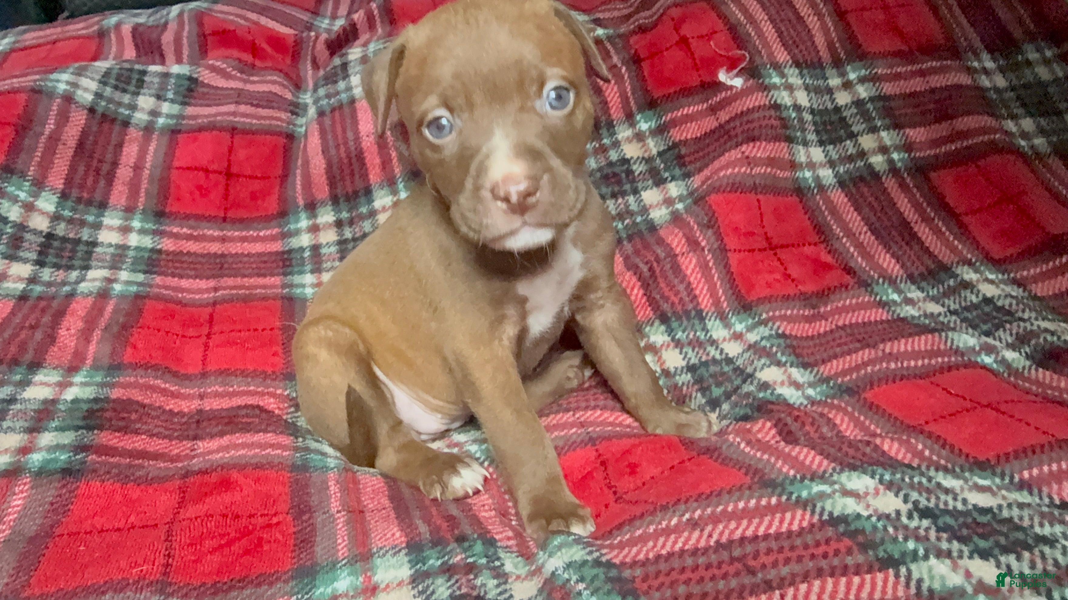 American Bully dogs American Bully 8 - Ad 32