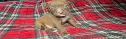 American Bully dogs for sale: American Bully 8 - Ad 3
