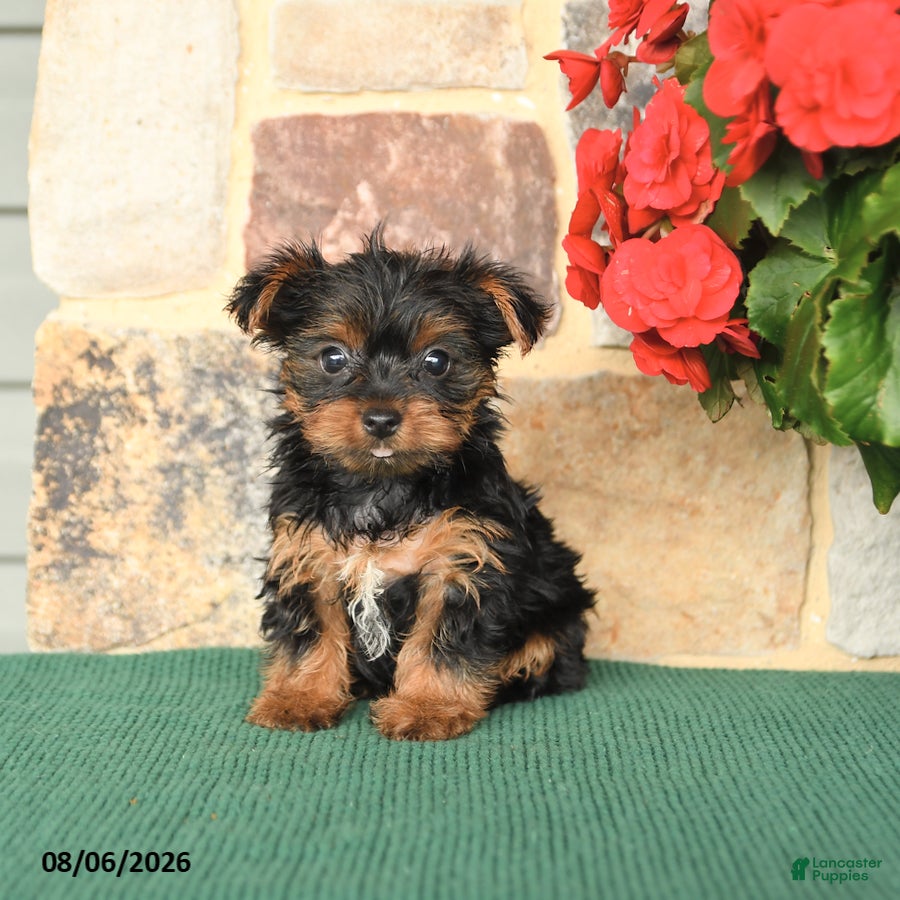 Yorkshire Terrier dogs for sale: Hollister - Ad 2