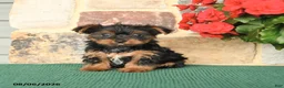 Yorkshire Terrier dogs for sale: Hollister - Ad 1