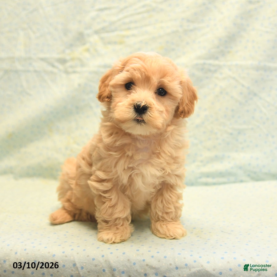 Havapoo dogs Patrick - Ad 1