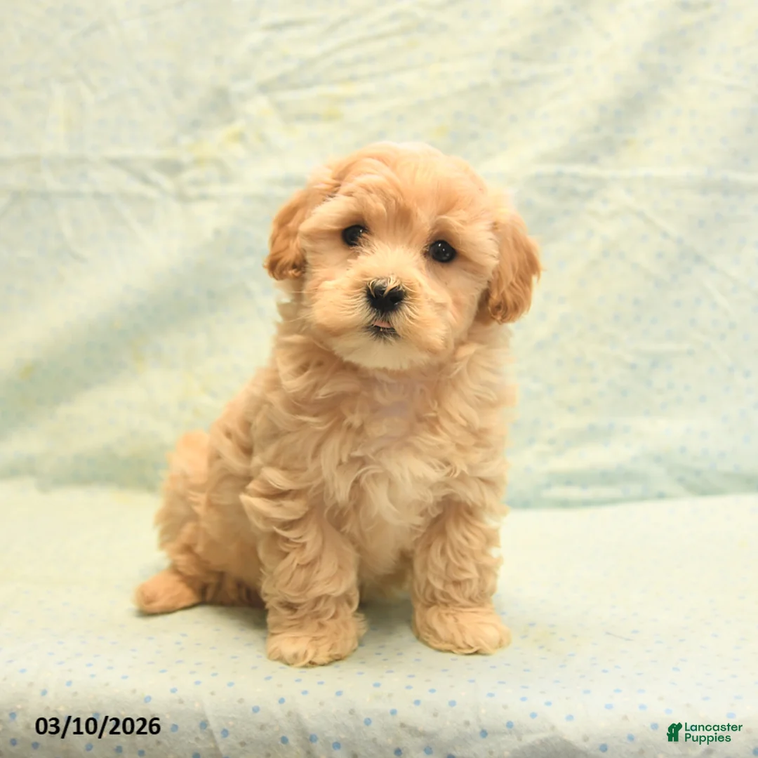 Havapoo dogs for sale: Patrick - Ad 1