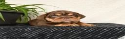 English Bulldog dogs for sale: Rufus - Ad 4