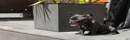 French Bulldog dogs for sale: Lilo - Solid Black Female (No brindle) - Rare - Ad 4