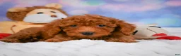 Cavapoo dogs for sale: Duke - Ad 4