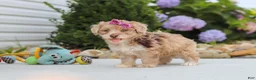 Havapoo dogs for sale: Claire - Ad 9