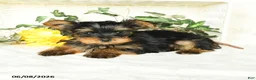 Yorkshire Terrier dogs for sale: Precious  - Ad 4