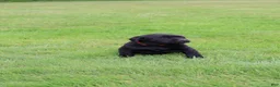Labrador Retriever dogs for sale: Jasper - Ad 2