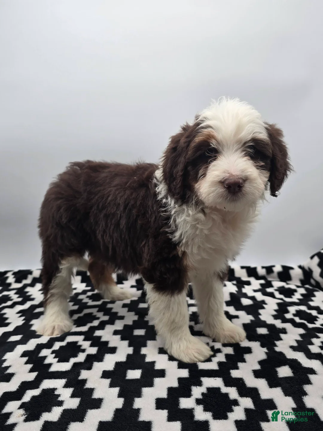 Aussiedoodle dogs for sale: Macey - Ad 3