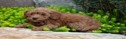 Mini Goldendoodle dogs for sale: Trudy - Ad 3