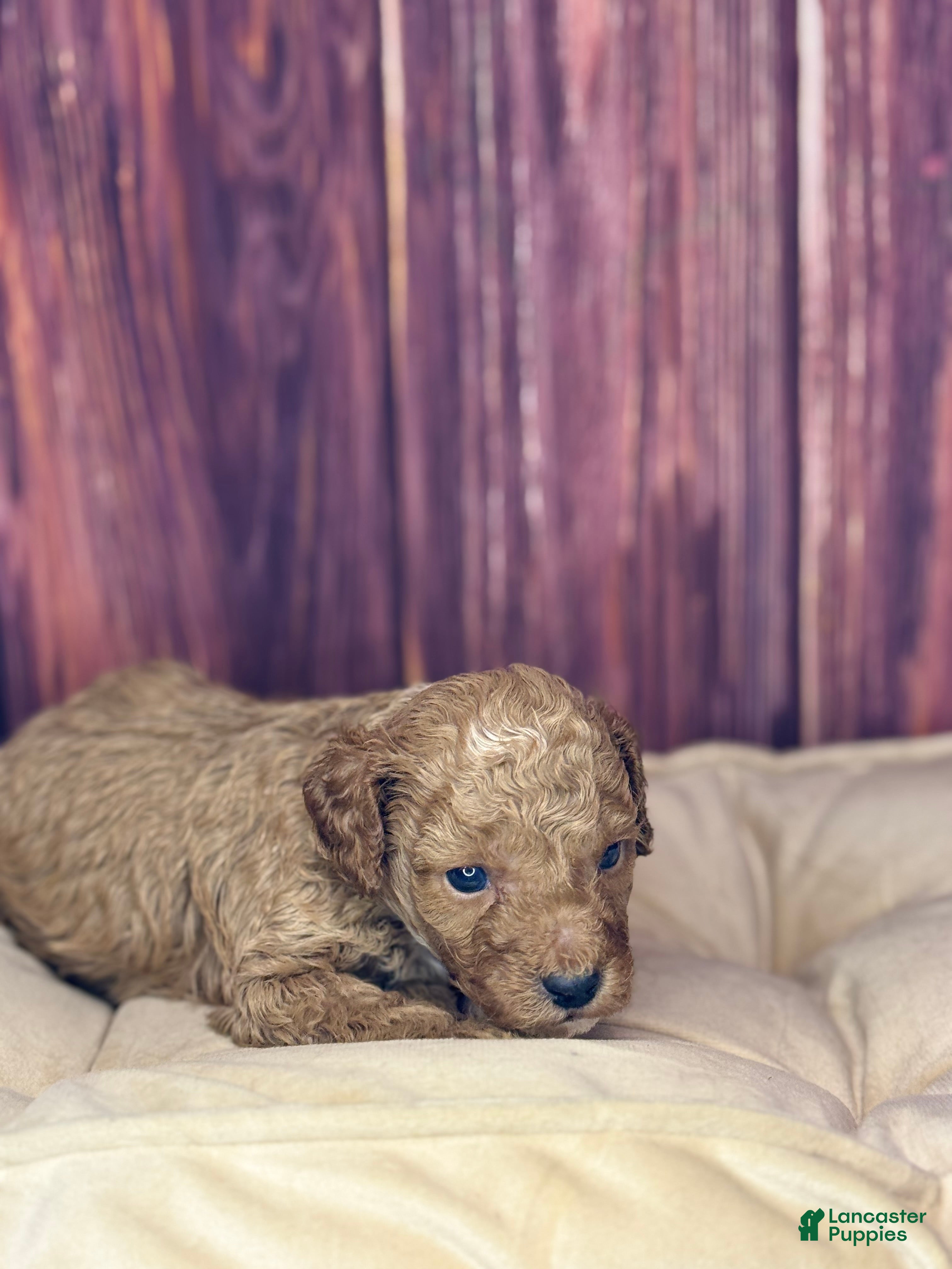Miniature Poodle dogs Redrick - Ad 2