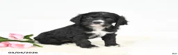 English Cocker Spaniel dogs for sale: Fancy - Ad 3