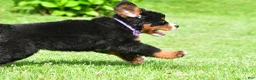 Bernese Mountain Dog dogs for sale: Nora - Ad 11