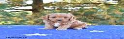 Cavapoo dogs for sale: Stella - Ad 4