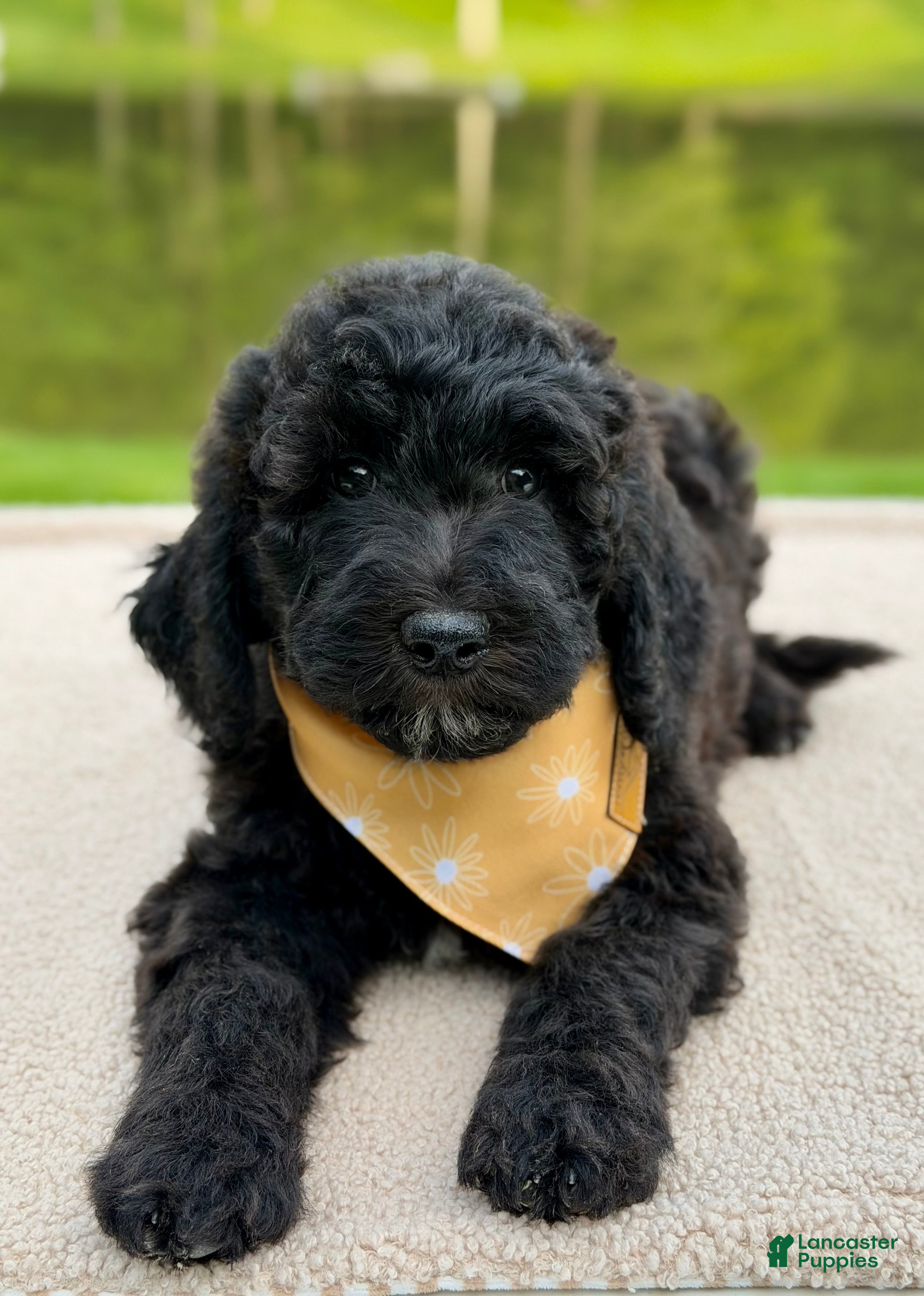 Goldendoodle dogs Willow  - Ad 2