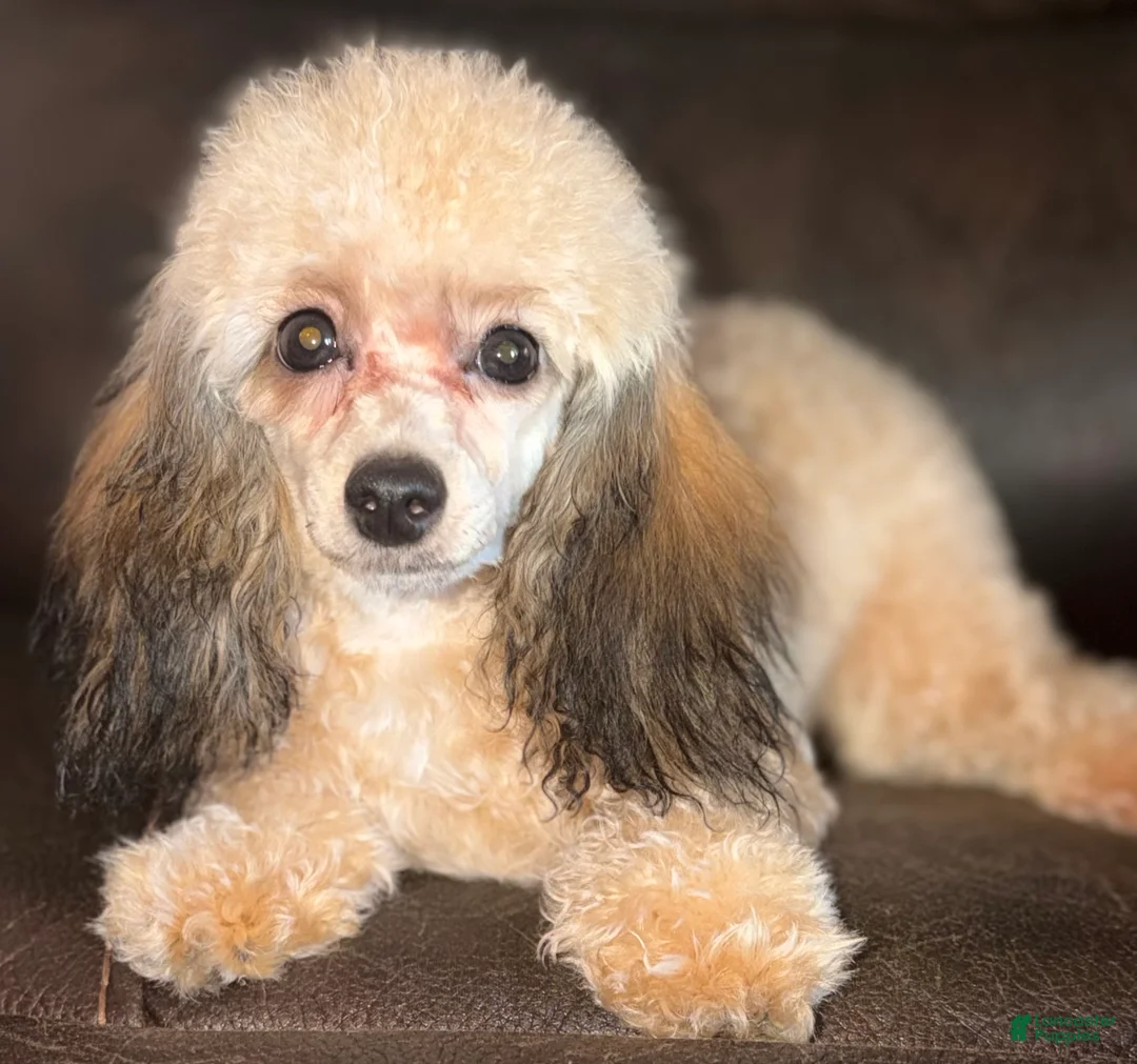 Toy Poodle dogs for sale: Rome  - Ad 1