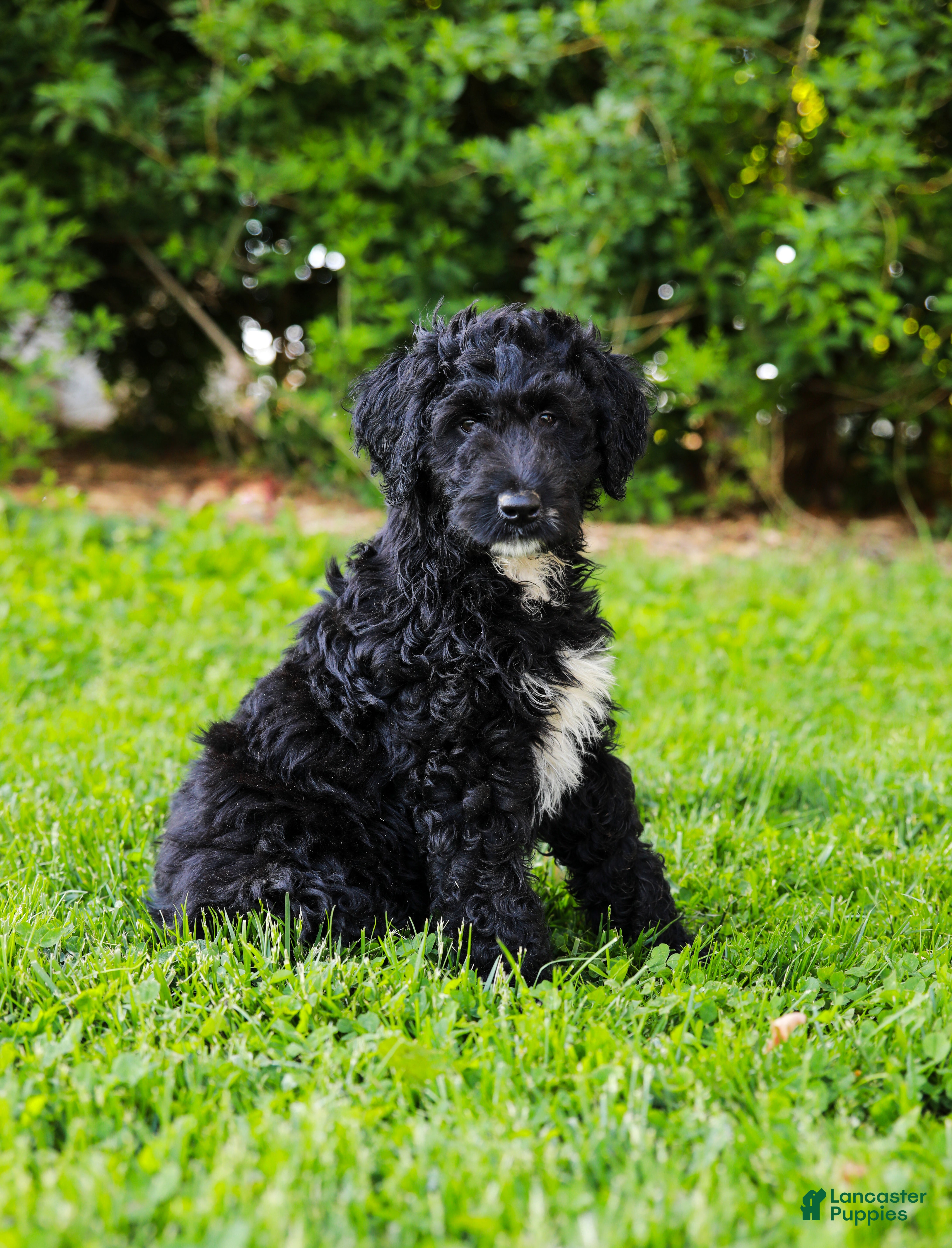 Aussiedoodle dogs Madison Standard - Ad 2