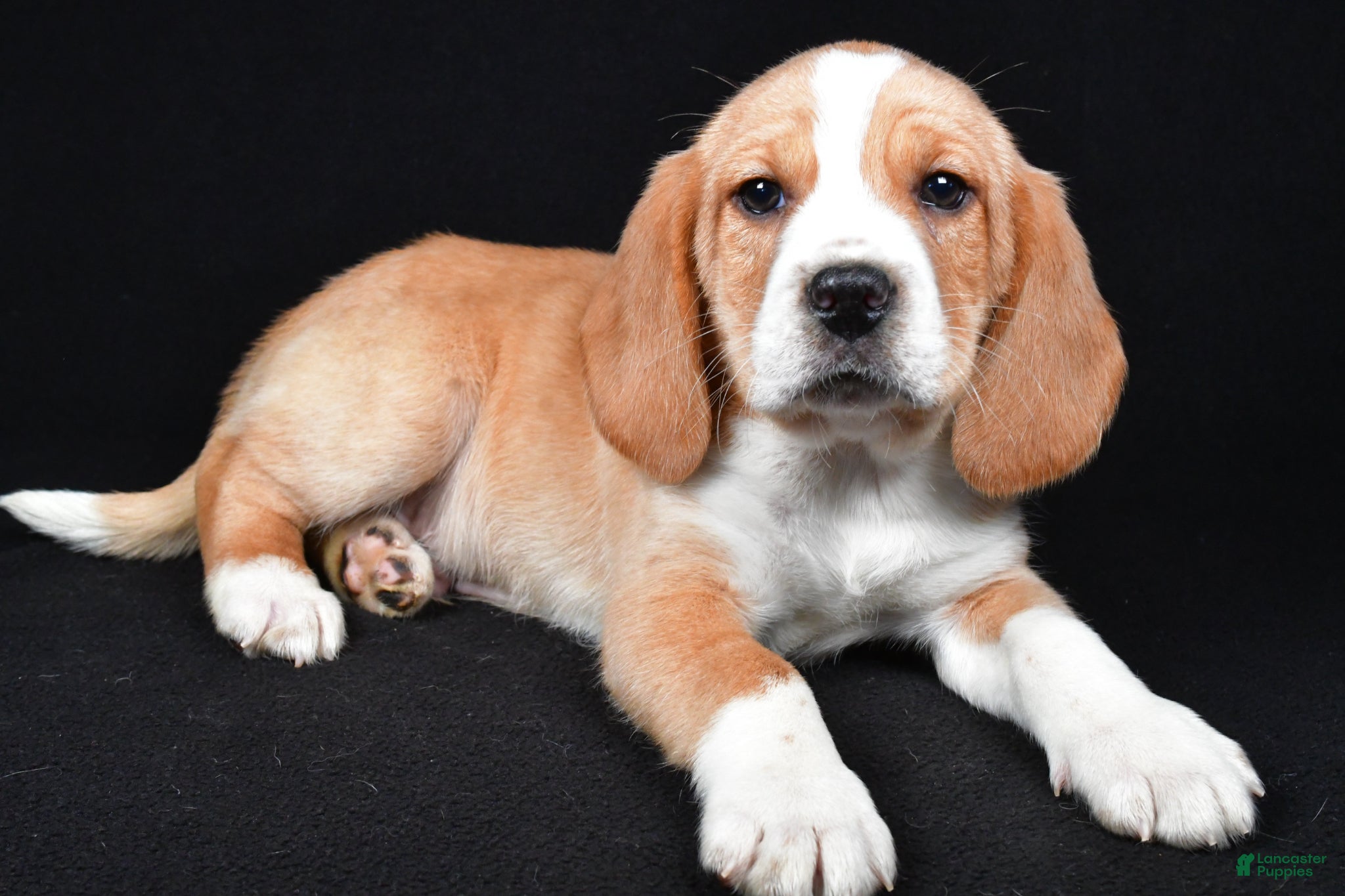 Beagle dogs Bert - Ad 1