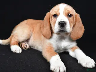Beagle dogs for sale: Bert - Ad 4