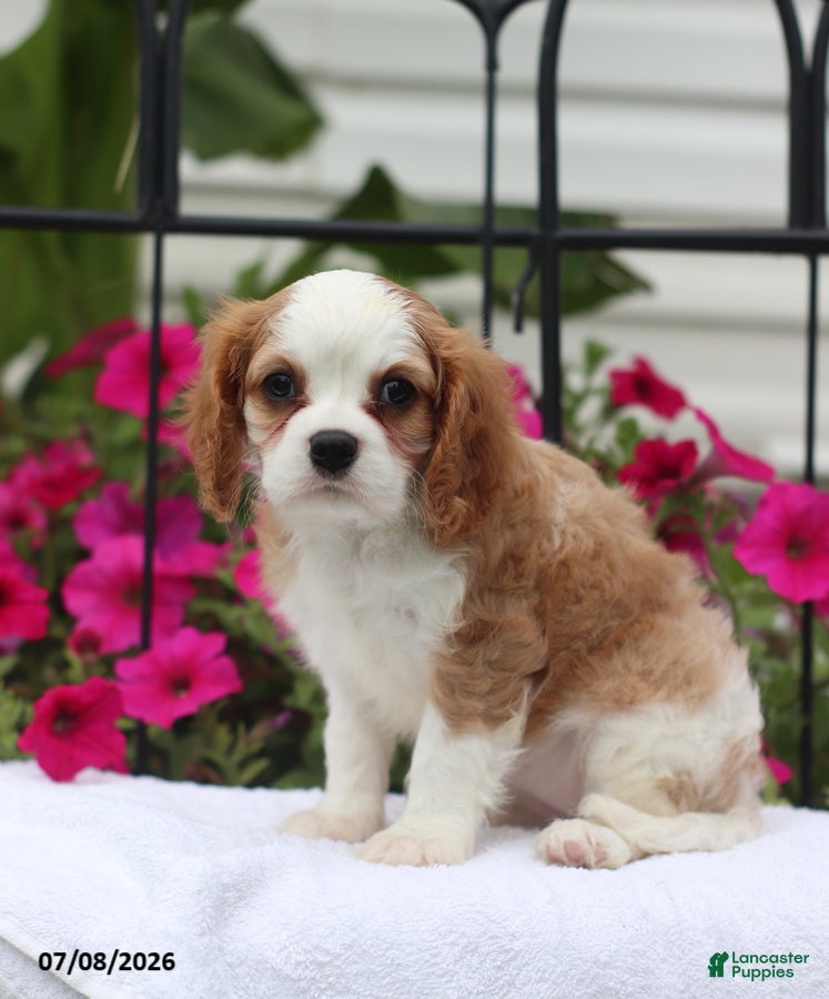 Cavalier King Charles Spaniel dogs Serena - Ad 2