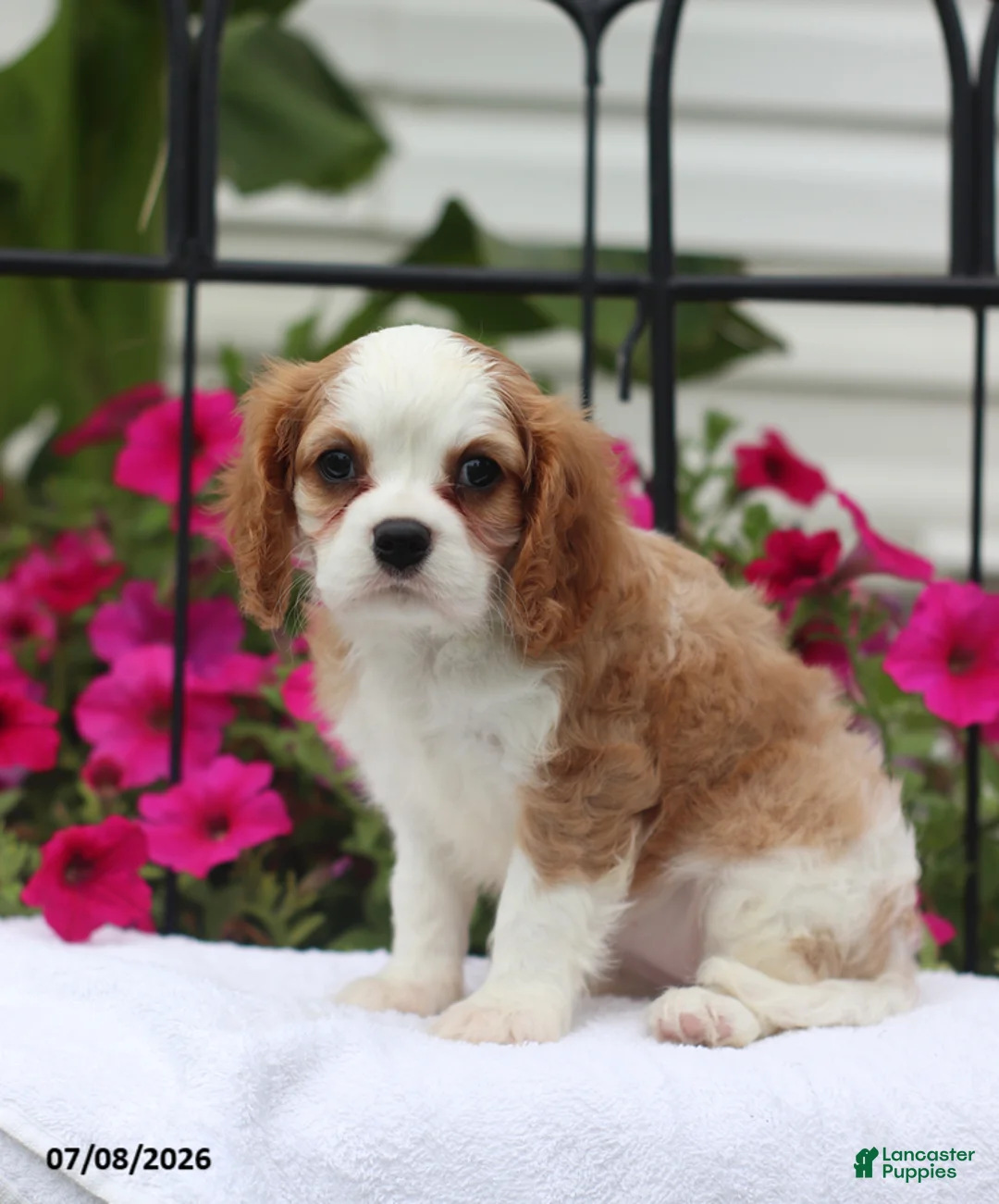 Cavalier King Charles Spaniel dogs for sale: Serena - Ad 2