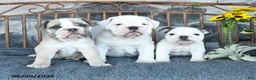 English Bulldog dogs for sale: Polar - Ad 5