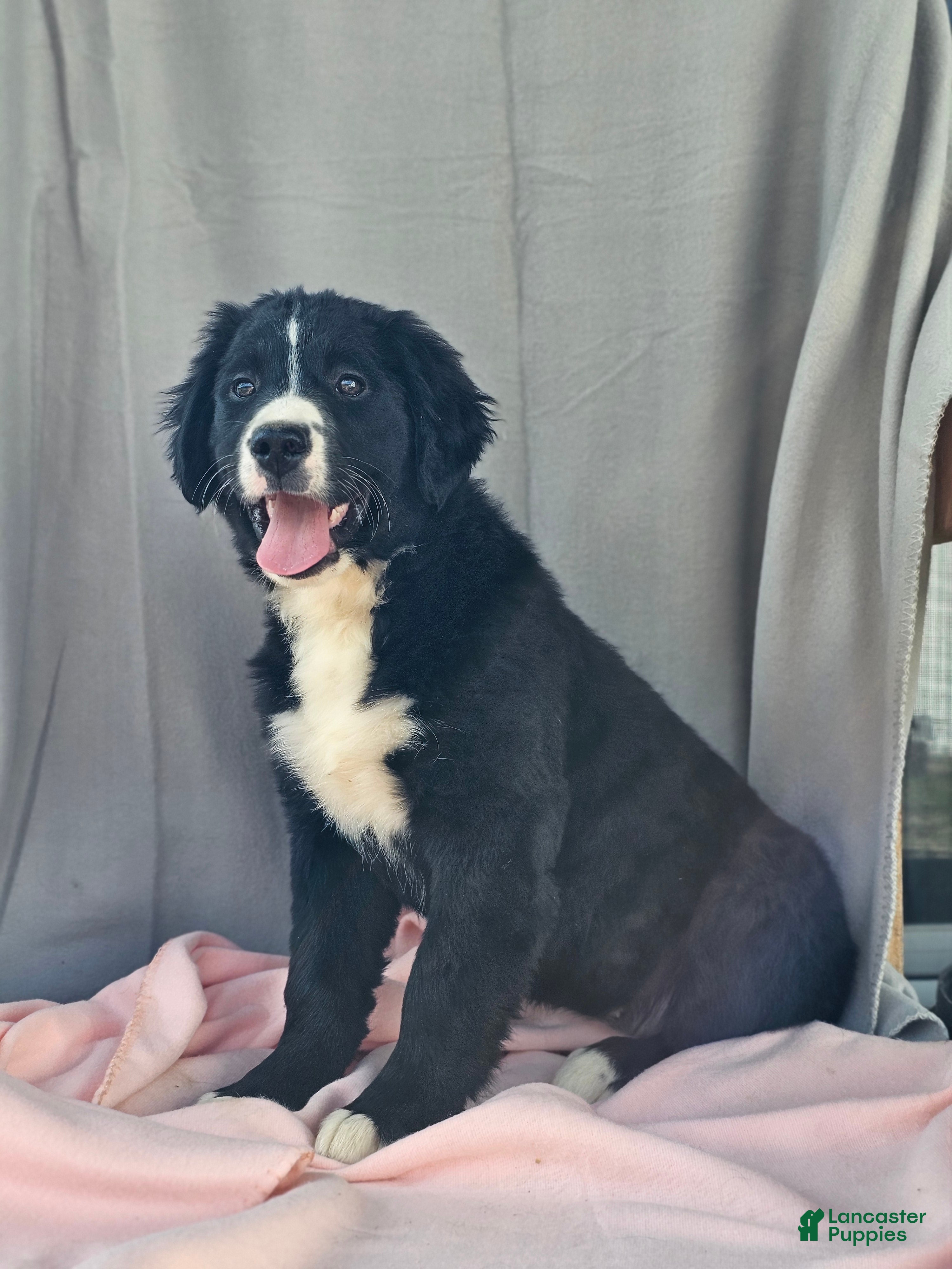 Mixed Breed dogs Lacey - Ad 2